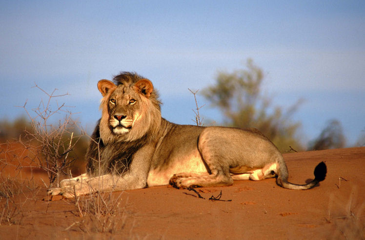 Kalahari Lion